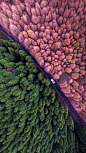 重庆郊区的山王坪喀斯特国家生态公园，中国 (© Chen Chao/Getty Images)
在中国重庆的山王坪喀斯特国家生态公园，四季的变化为我们提供了丰富多彩的戏剧，黎明的红木、银杏树和日本柳杉都展示了它们不同的色调。2015年，山王坪被批准为中国第一个国家喀斯特公园。中国的这一部分以喀斯特地貌闻名，包括高耸的拱门和广阔的洞穴。山王坪还被列入了国家年度“森林氧吧”的名单。