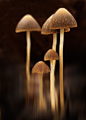 Photograph Mushroom Caps