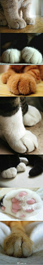 cute paws!!