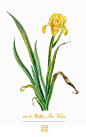 黄色鸢尾（Yellow Iris） 花语：胜利(Victory)