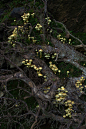蘑菇 树根 场景素材 颜色