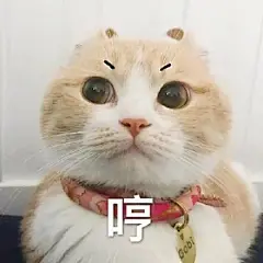 猫咪表情包合集｜你都没有胸，凶什么凶_宠物频道_东方资讯