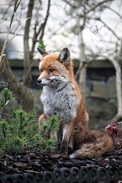 土豆Sue采集到Animal-Fox