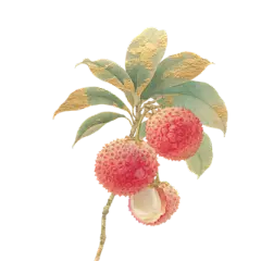 【米图网-52mitu.com】荔枝 水果 手绘 插画荔枝