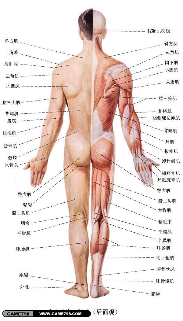 求助，找人类肌肉解剖图片