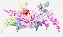 手绘粉色月季高清素材 手绘 月季 盛开 粉色 元素 免抠png 设计图片 免费下载 页面网页 平面电商 创意素材