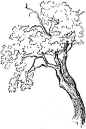 How to Draw Trees and Oak Trees with Simple Steps Tutorial - How to Draw Step by Step Drawing Tutorials