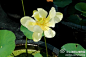 美洲黄莲是莲属（Nelumbo）仅有的两个原生种之一，主要分布于北美洲。其花朵鲜黄色，是荷花育种的重要亲本之一。其地下根状茎（莲藕）亦可食用。（另一种即常见的 荷花/莲 Nelumbo nucifera，主要为红、粉、白色）