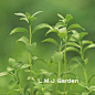 甜叶菊花种子 绿色健康食用绿植物家庭阳台盆地栽天然甜味 1/35粒-淘宝网