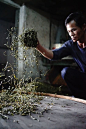 Process of Feng Huang Dan cong Tea. i am amazed by this traditional method of processing chinese Tea
