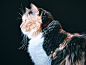 Cat, pet, manx and animal HD photo by Cassidy James Blaede (@cassidyjames) on Unsplash : Download this photo by Cassidy James Blaede (@cassidyjames)