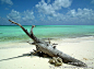 马尔代夫 沙滩上的枯树, 胡来大叔旅游攻略
