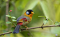  银耳相思鸟 Leiothrix argentauris 雀形目 噪鹛科 相思鸟属
Silver-eared Mesia by uzair ar on 500px