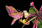 'Elephant hawkmoth drinking nectar from wild honeysuckle flower at night', Ewelme, Oxfordshire by Malcolm Schuyl

Picture: Malcolm Schuyl/BWPA (via The winners in the British Wildlife Photography Awards 2013 - Telegraph)