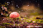 Photograph Magical Agaric by Lukas Pariza on 500px