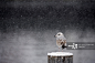 冬天,安静,冷,雪,动物正版图片素材
