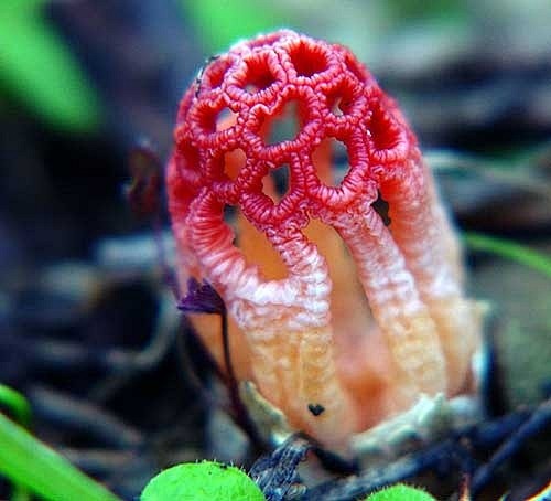 colushirudinosusredcagefungus