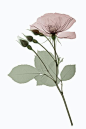 Rose、紫色、手绘、花、一朵