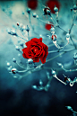 #采集大赛#frozen rose by *m-a-e-e on deviantart