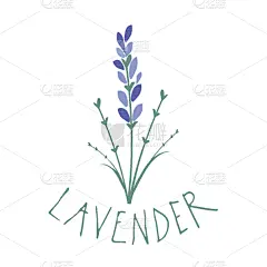 熏衣草,品牌名称,文字,动物手,式样,华丽的,模板,植物,绘制,花