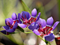 世界上有哪些紫色的花 这35种浪漫的紫花你见过几种？
