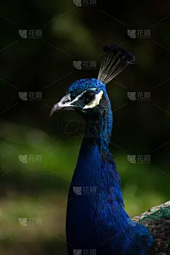孔雀_5229910774