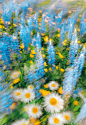 A field full of purple and white flowers photo – Free Wallpapers Image on Unsplash
