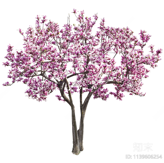 png免抠紫玉兰植物立面图贴图下载【ID:1139606254】_【知末网贴图库】图片_铺装地面-2D植物-贴图图片素材-花瓣网