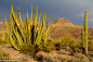 2016 Organ Pipe National Monument : This series of photographs was taken in Oregon Pipe National Monument in April 2016. Organ Pipe is a remote and rugged location that is located on the Arizona-Mexico border about 30 miles south of Ajo, AZ. The park gets