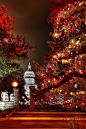奥斯汀 - 德克萨斯 - 国会圣诞树