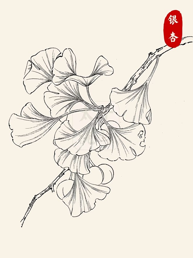 国画入门｜线描/白描花卉合集第2弹‼️