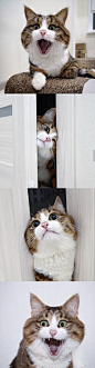 表情超级丰富的猫猫，太可爱了每一张都能做表情包(ins:rexiecat) ​​​​