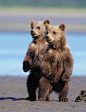 好奇的阿拉斯加棕熊幼崽  作者  D. Robert Franz
