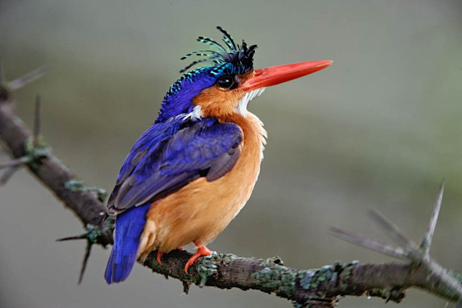 edwardhopper从勾吻转采于2021-01-07 07:05:03冠翠鸟漂亮动物edward