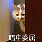 楼板娘楼楼是什么品种的猫 楼板娘表情包