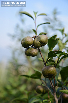 ehua、采集到花草