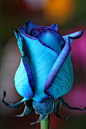 ~~ blue rose ~~