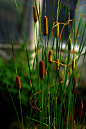 香蒲（cattail）为多年生落叶、宿根性挺水型的单子叶植物。
又名蒲草、蒲菜、猫尾草。因其穗状花序呈蜡烛状，故又称水烛。
也是植物大战僵尸里面那个可爱的会四处发射子弹的香蒲啦！