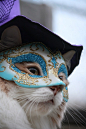 好像穿靴子的猫，帅~