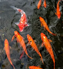 池塘,锦鲤,鱼类,红色,明亮,橙色,海景,白色,平衡折角灯,游泳