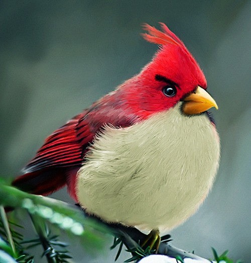 真实的愤怒的小鸟