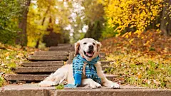 点击来源直接获取大图文件 |Adorable young golden retriever puppy dog wearing blue scarf sitting on concrete stairs near fallen yellow leaves. Autumn in park. Horizontal, copy space. Pets care concept.