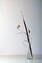 花道——Sue's Flowers