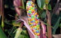 【彩虹玉米】新培育出来的品种，不知道吃起来神马味道。