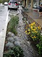 Rain Gardens (1).JPG: 