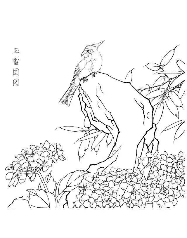 绣球花白描20幅