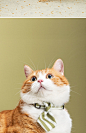 JNBYHOME x pidan江南布衣合作款人宠物礼盒猫狗领结礼物睡眠眼罩-tmall.com天猫