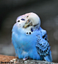 budgie | Budgie/Parakeet Power!