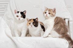 onetagain采集到猫