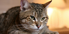 tara近卫官采集到猫狗种类